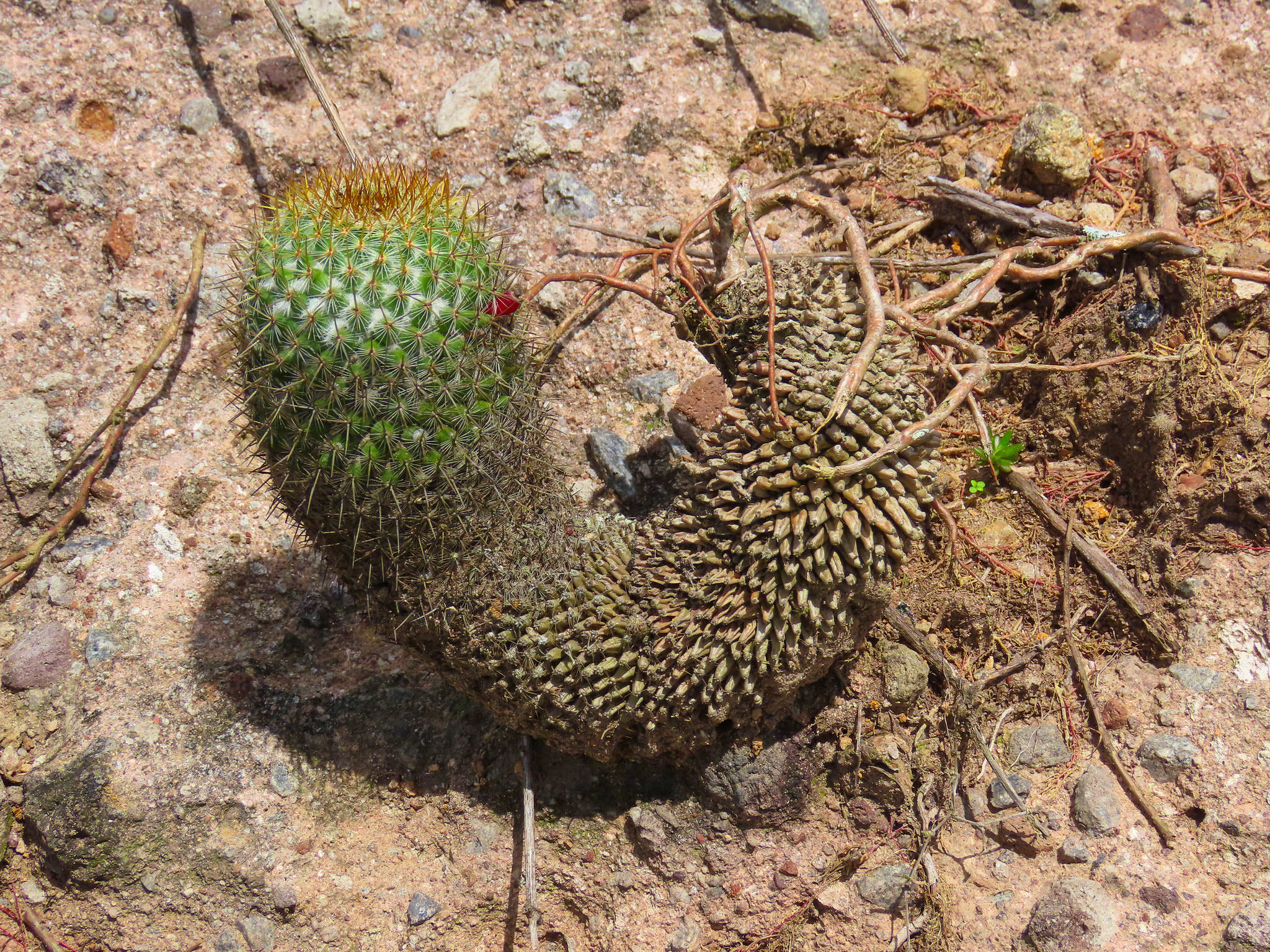 Mammillaria columbiana subsp. Yucatanensis